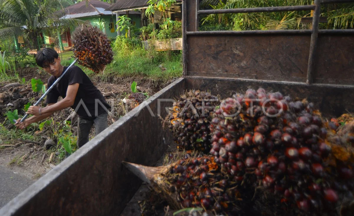 Kinerja sawit nasional tetap solid dengan hilirisasi masif