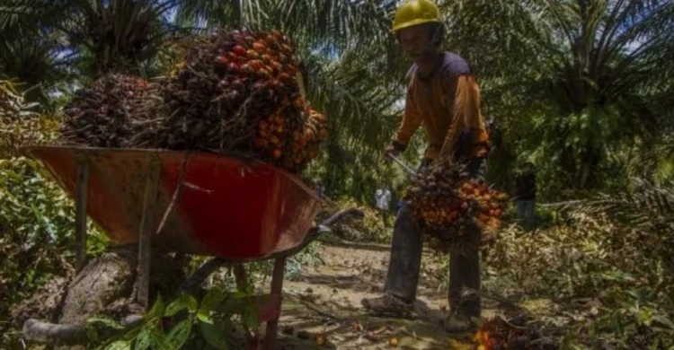 Pabrik Kelapa Sawit Tanpa Kebun Dorong Kesejahteraan Petani 2026