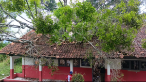 Pohon Tumbang Timpa SDN Cianjur: 6 Siswa Jadi Korban